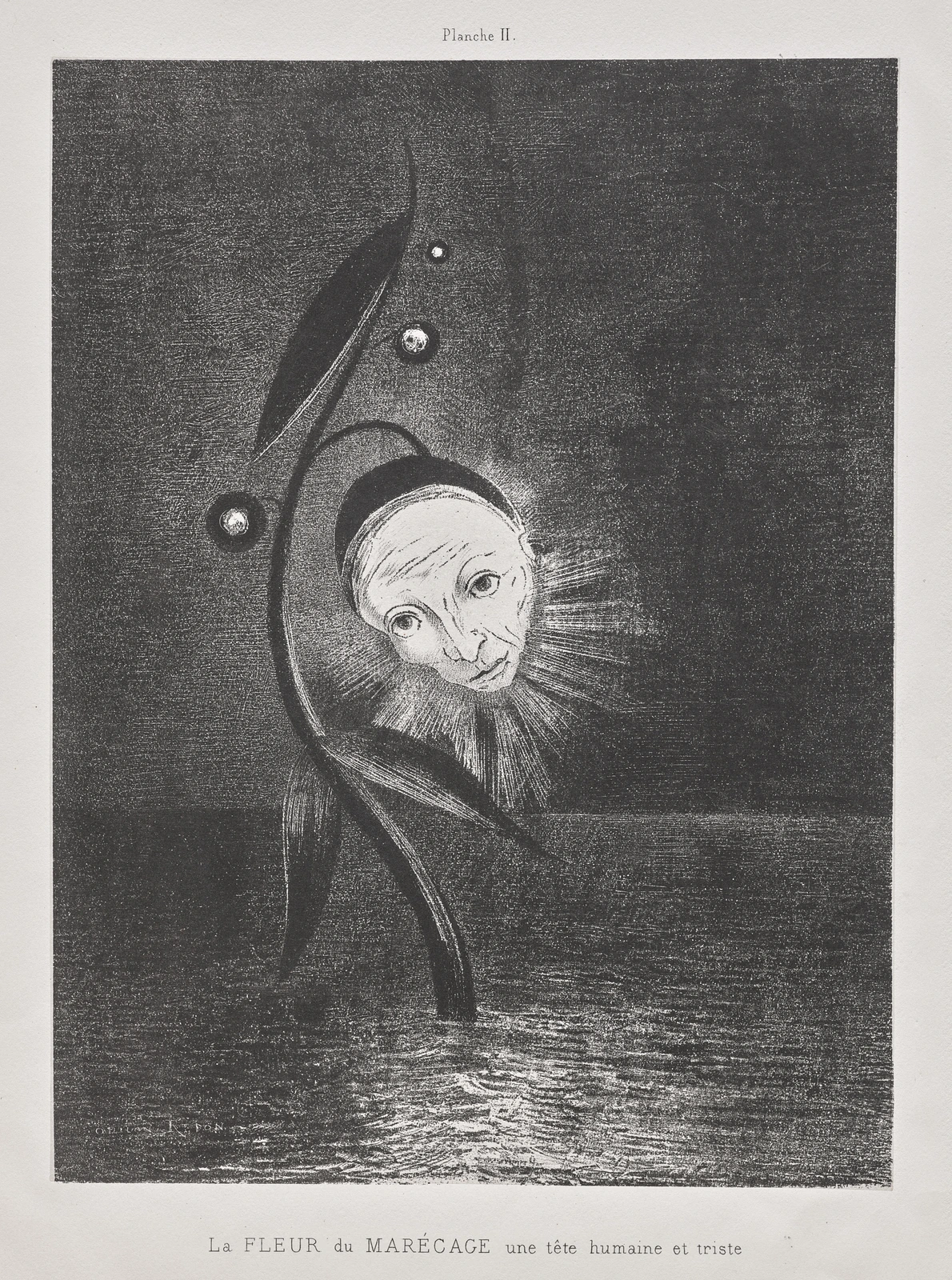 The Marsh Flower, a Sad Human Head