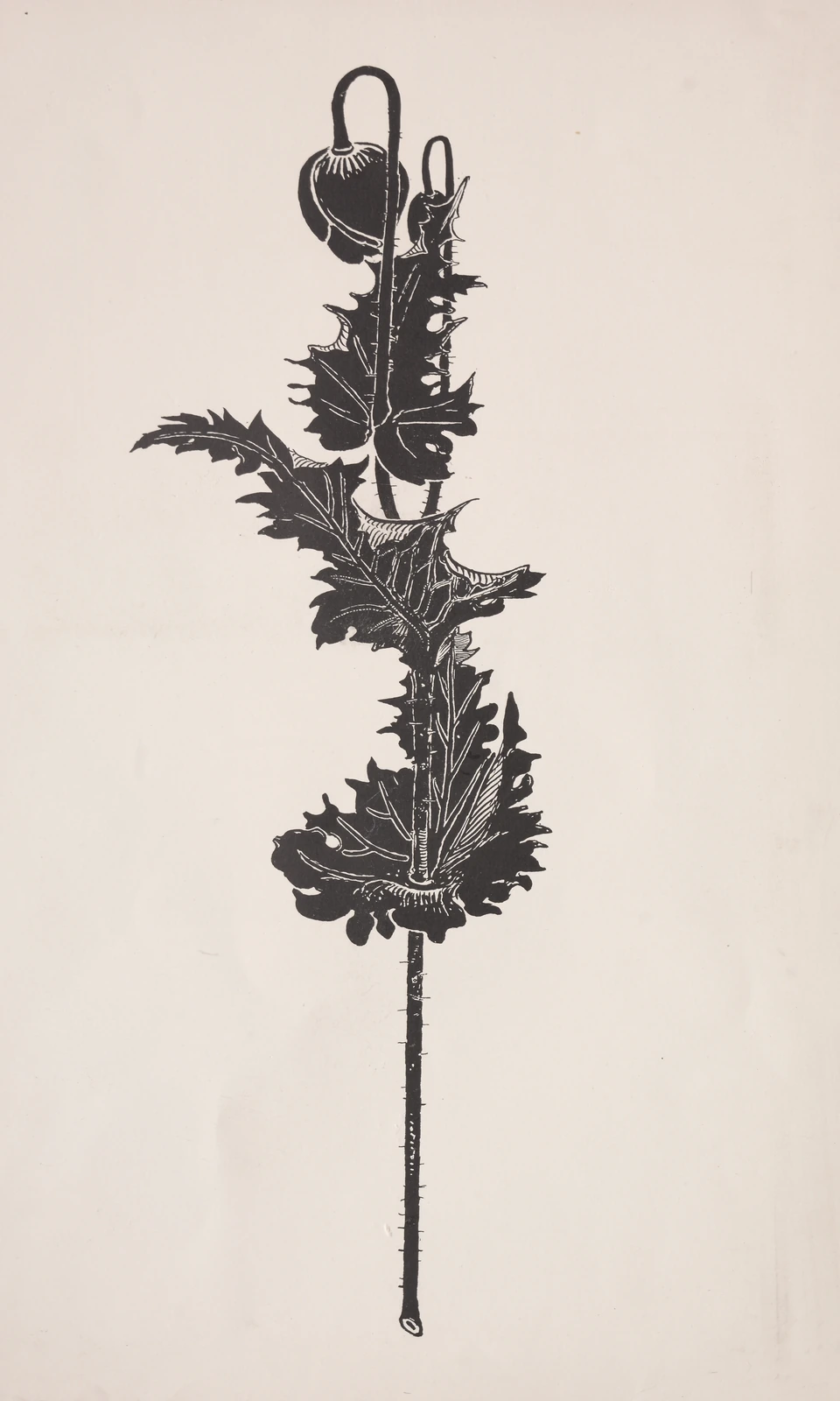 Flower Study