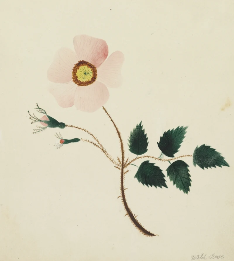 Wild Rose