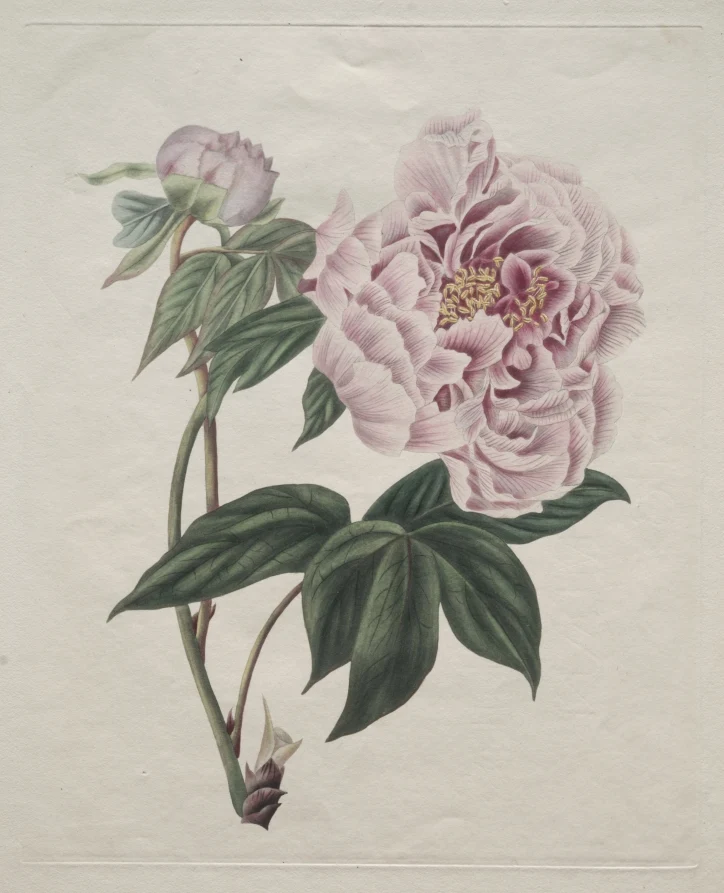 Chinese Tree Peony (Paeonia suffruticosa)