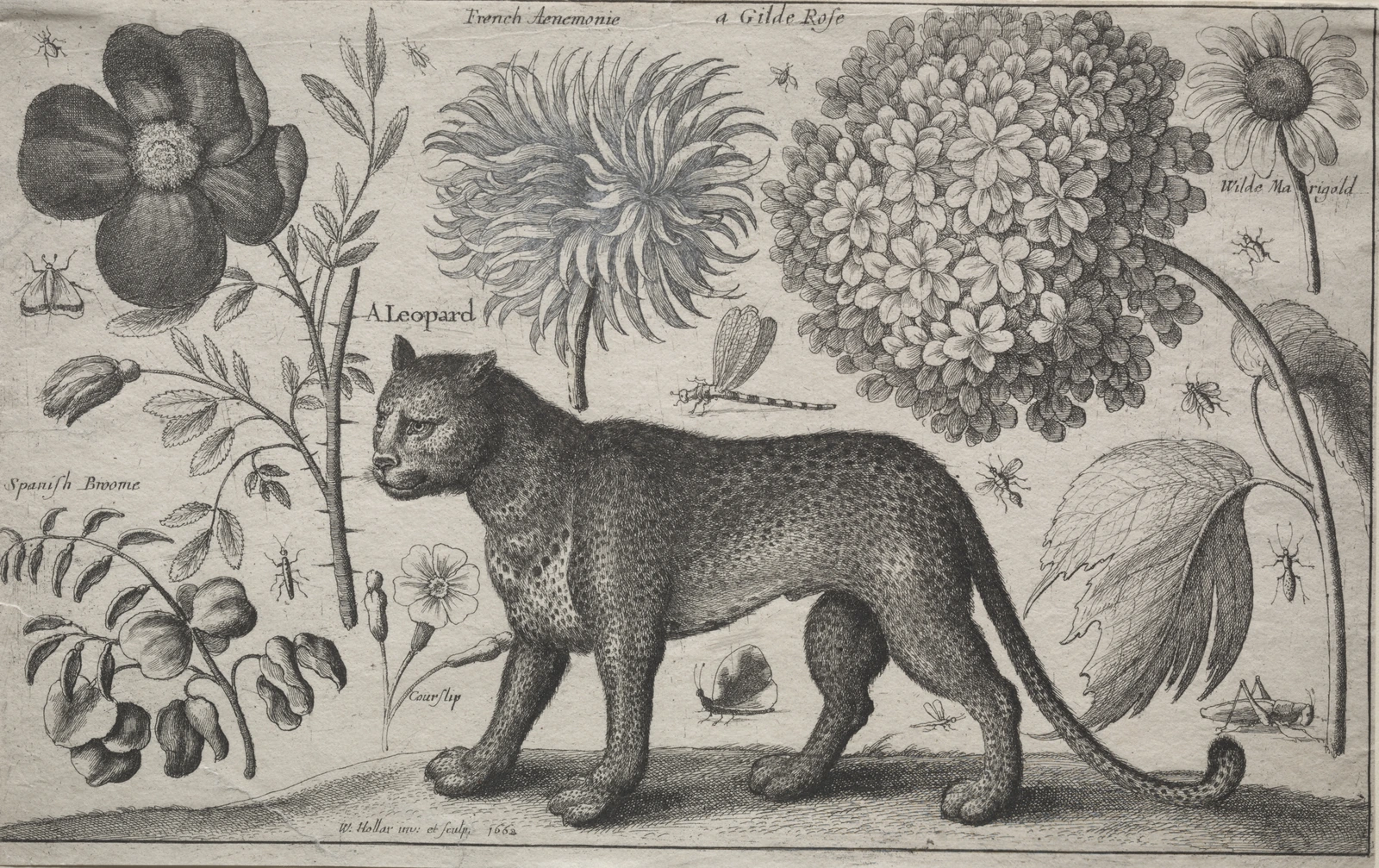 Animals and Plants: Leopard with Plants and Insects