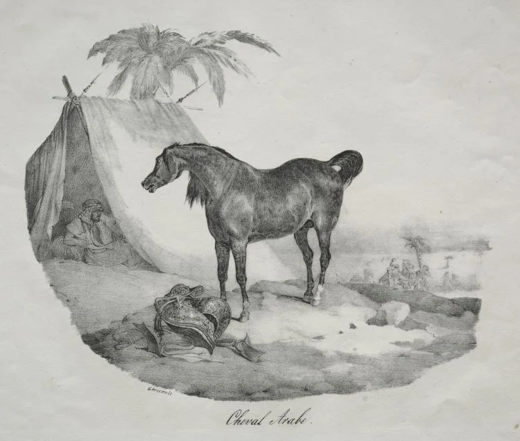 Arab Horse