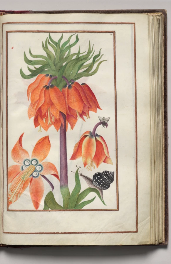 Orange Fritillaria Imperialis (Crown Imperial), Snail, and Bug, folio 20 (recto), from Florilegium (A Book of Flower Studies)