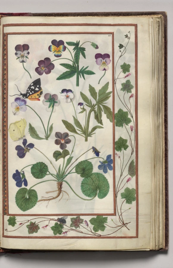 Violas with Leaf and Fly Border, folio 21 (recto), from Florilegium (A Book of Flower Studies)