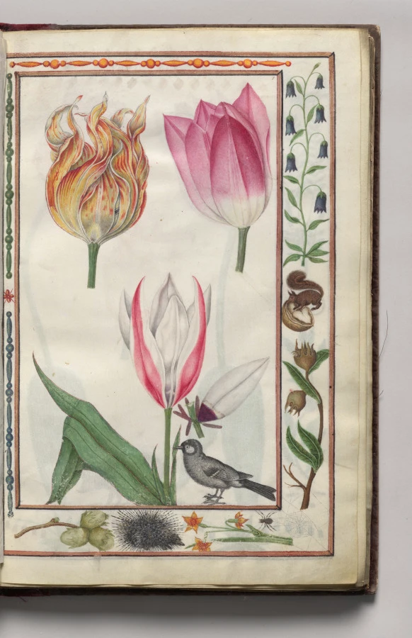 Tulipa Clusiana with Campanula, Porcupine, Spider, and Squirrel Border, folio 4 (recto), from Florilegium (A Book of Flower Studies)