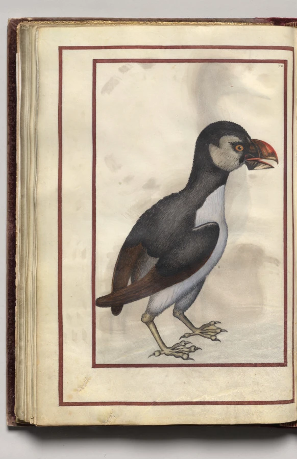 Brown and Gray Bird, folio 36 (verso), from Florilegium (A Book of Flower Studies)