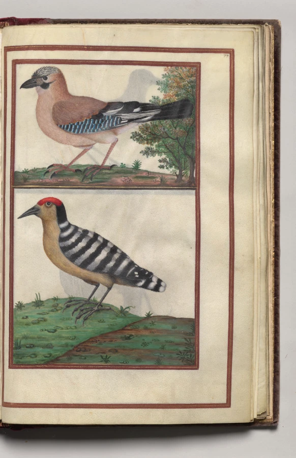 Woodpeckers, folio 37 (recto), from Florilegium (A Book of Flower Studies)