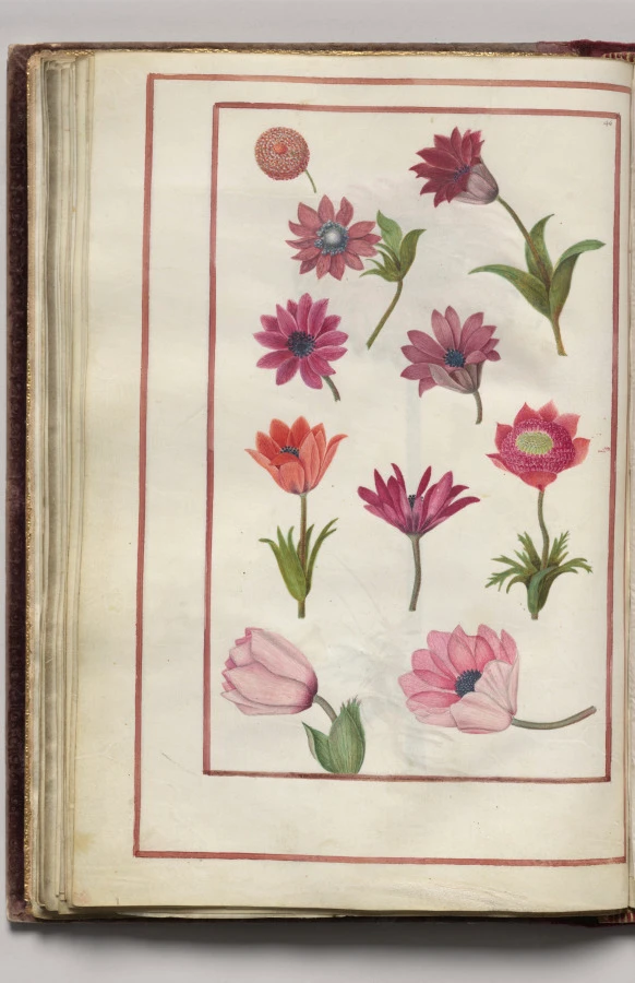 Red and Pink Anemones, folio 23 (verso), from Florilegium (A Book of Flower Studies)