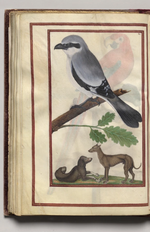Gray Bird with Two Dogs, folio 38 (verso), from Florilegium (A Book of Flower Studies)