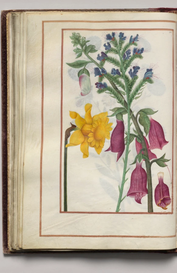 Yellow Narcissus, Blue Bugloss, and Foxglove, folio 25 (verso), from Florilegium (A Book of Flower Studies)