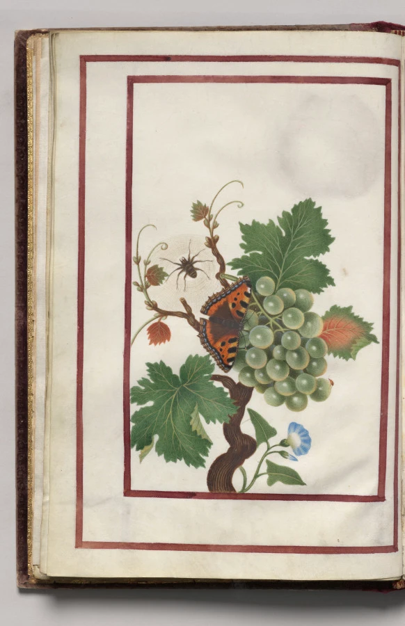 Morning Glory, Cluster of Grapes, and Spider, folio 10 (verso), from Florilegium (A Book of Flower Studies)