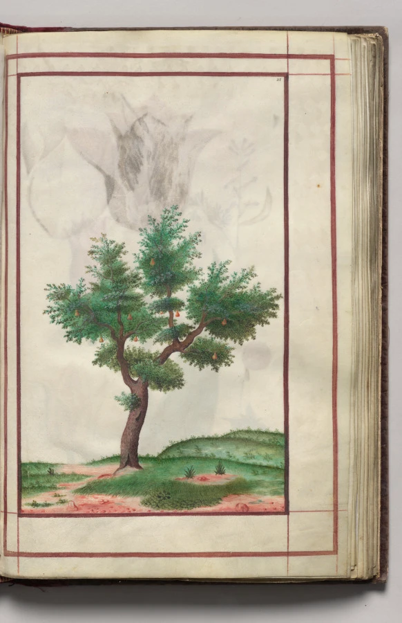 Pear Tree in Landscape, folio 13 (recto), from Florilegium (A Book of Flower Studies)