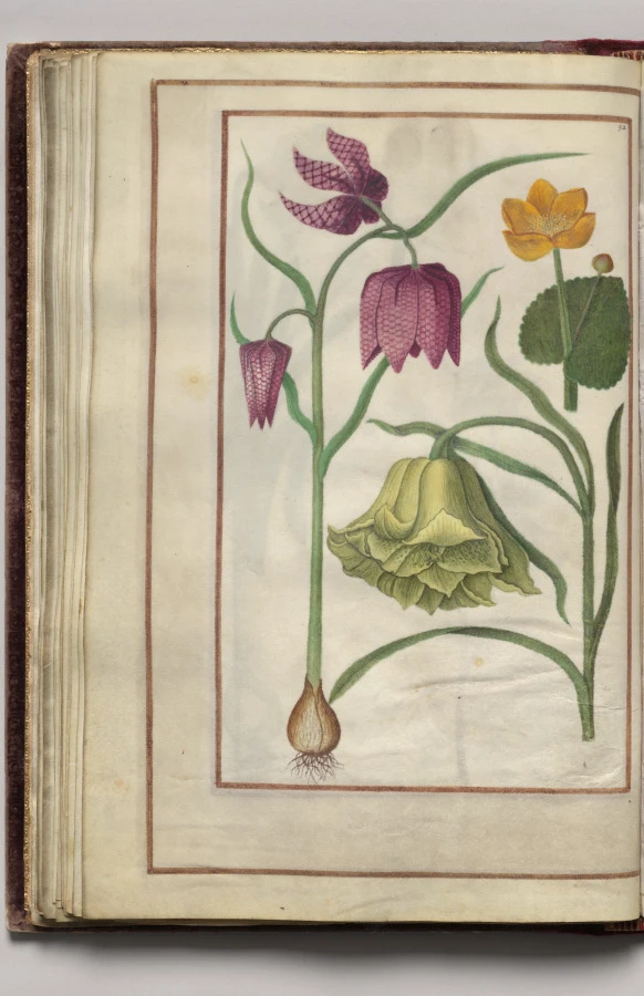 Fritillaria Meleagris and Ranunculus, folio 26 (verso), from Florilegium (A Book of Flower Studies)