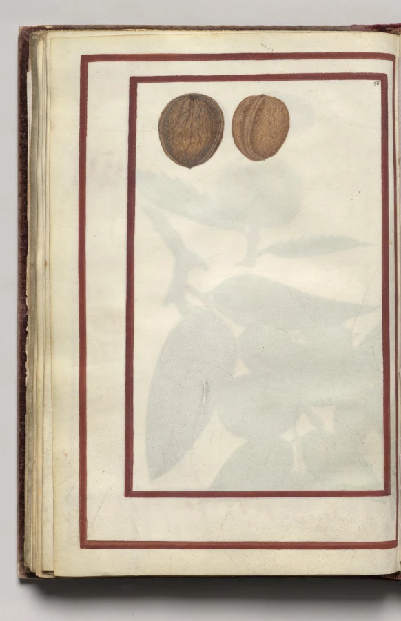 English Walnuts, folio 43 (verso), from Florilegium (A Book of Flower Studies)