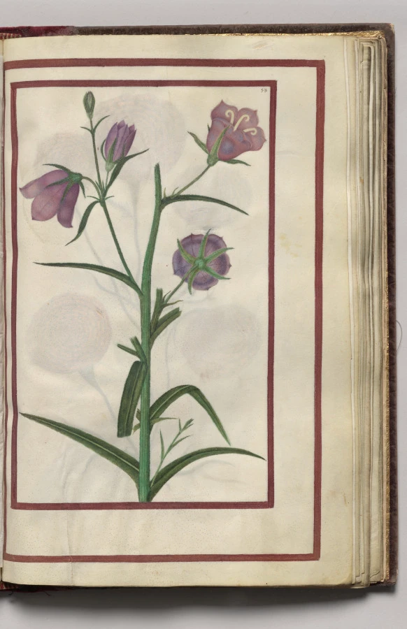 Campanula, folio 27 (recto), from Florilegium (A Book of Flower Studies)