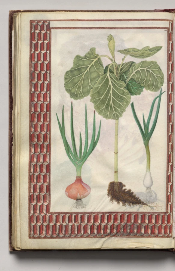 Two Onions and a Cabbage with Geometric Border, folio 45 (verso), from Florilegium (A Book of Flower Studies)