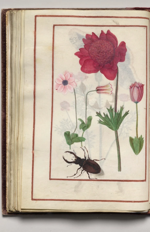 Red Anemones? with Stag Beetle, folio 29 (verso), from Florilegium (A Book of Flower Studies)
