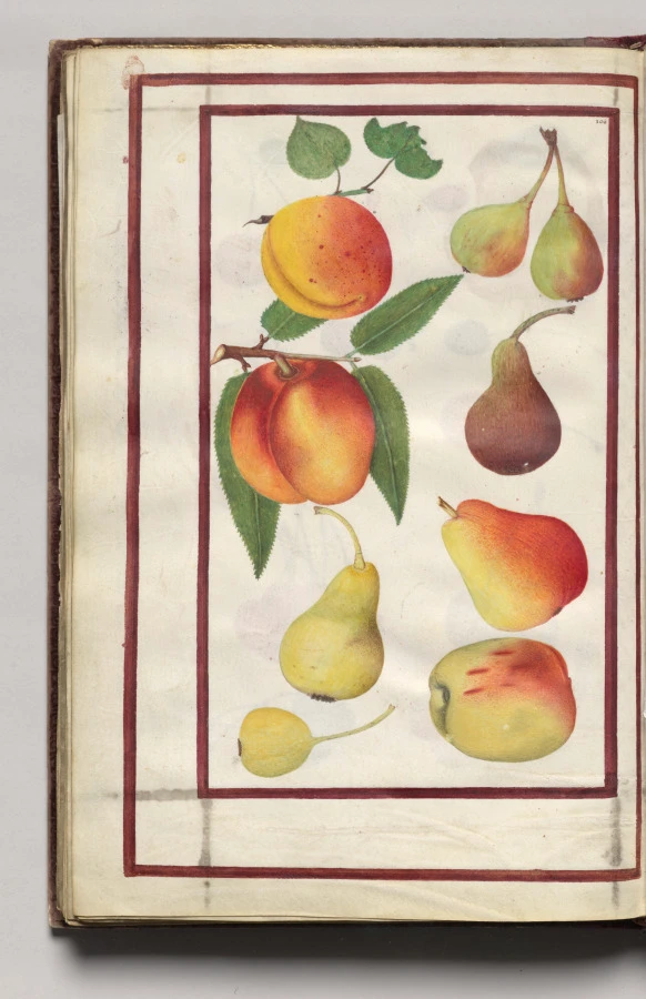 Peaches, Pears, and Figs, folio 47 (verso), from Florilegium (A Book of Flower Studies)