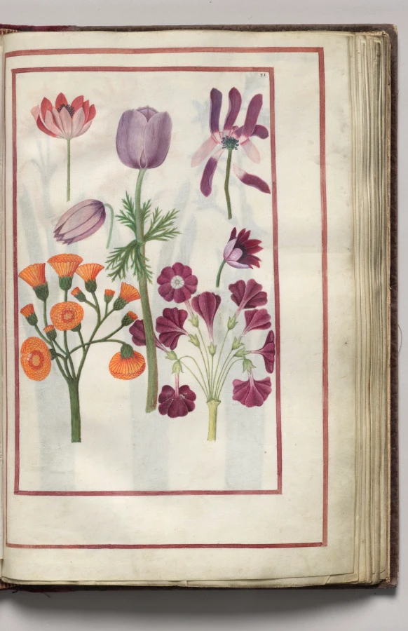 Anemones, folio 18 (recto), from Florilegium (A Book of Flower Studies)