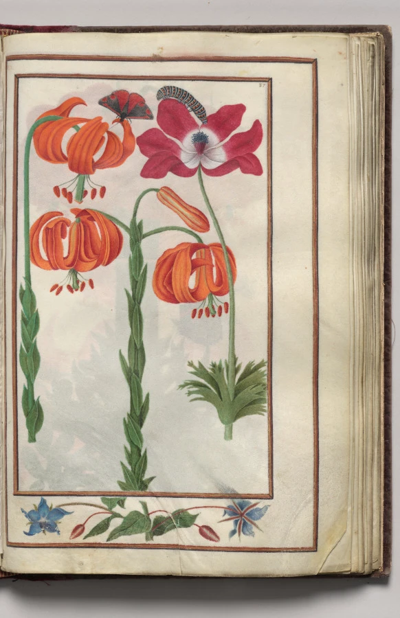 Lily, Anemone, Borage, and Caterpillar, with Floral Border, folio 19 (recto), from Florilegium (A Book of Flower Studies)