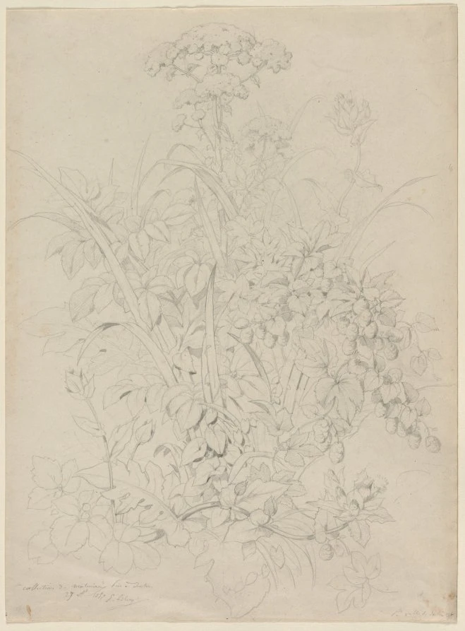 Plant Study
