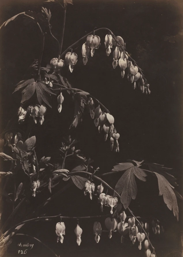 Floral Still Life (Bleeding Hearts)