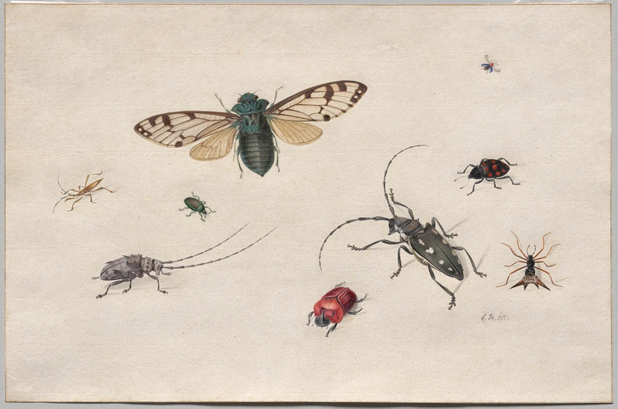 Studies of Insects