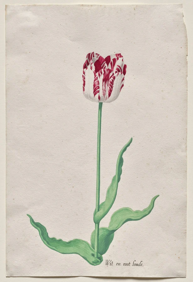 Study of a Tulip (Wit en root boode)