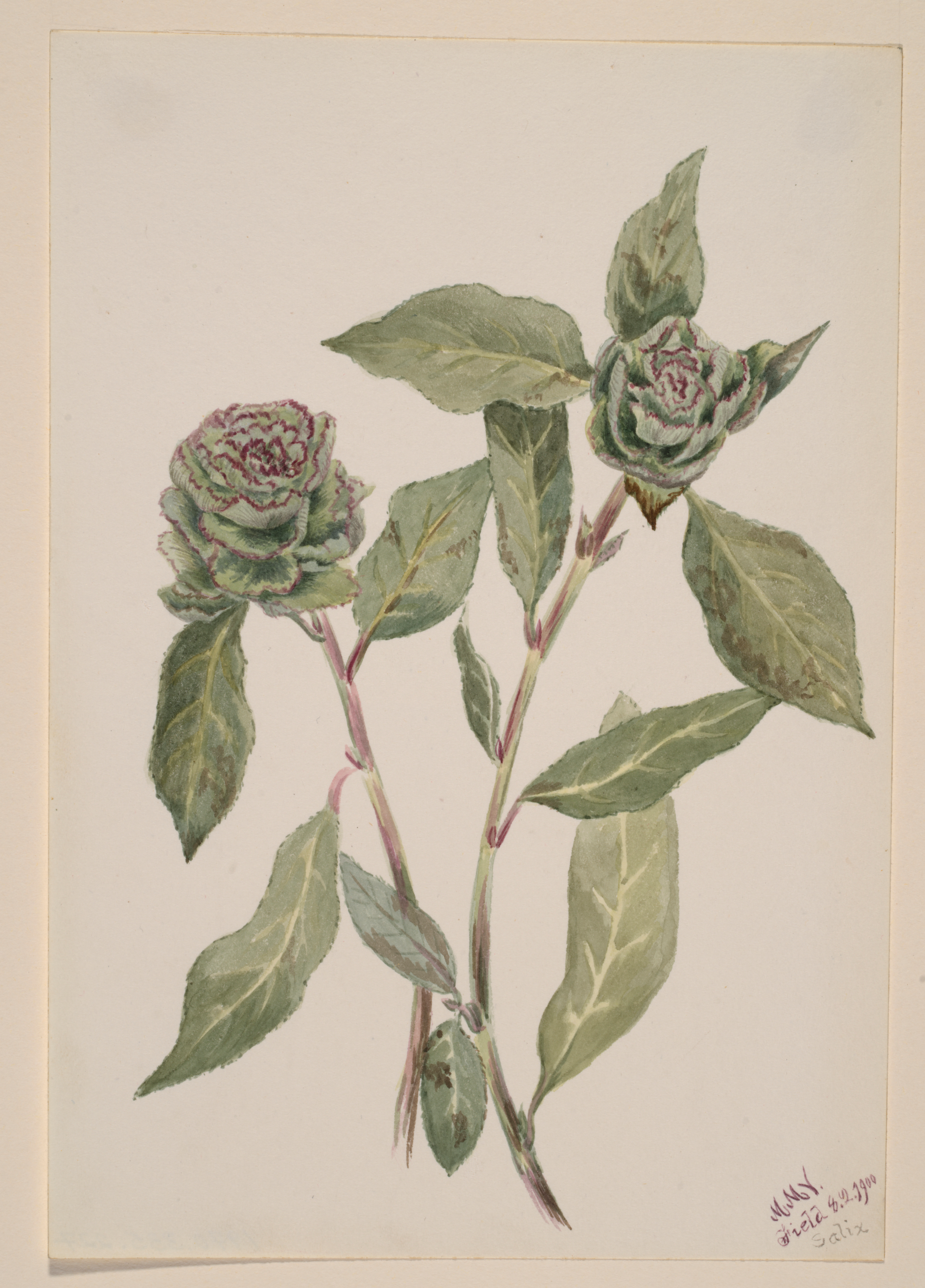 Willow (Salix)