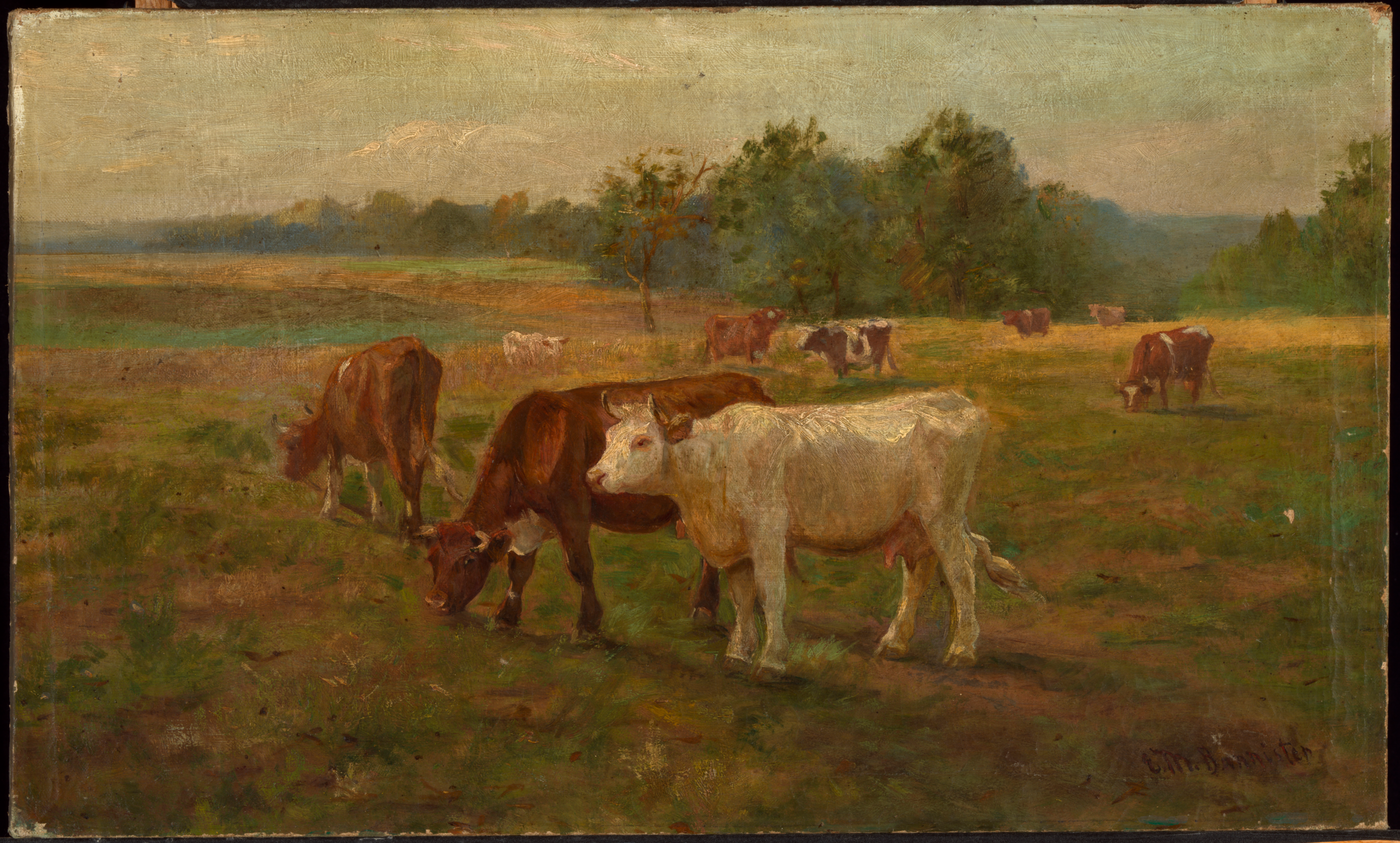 Cows