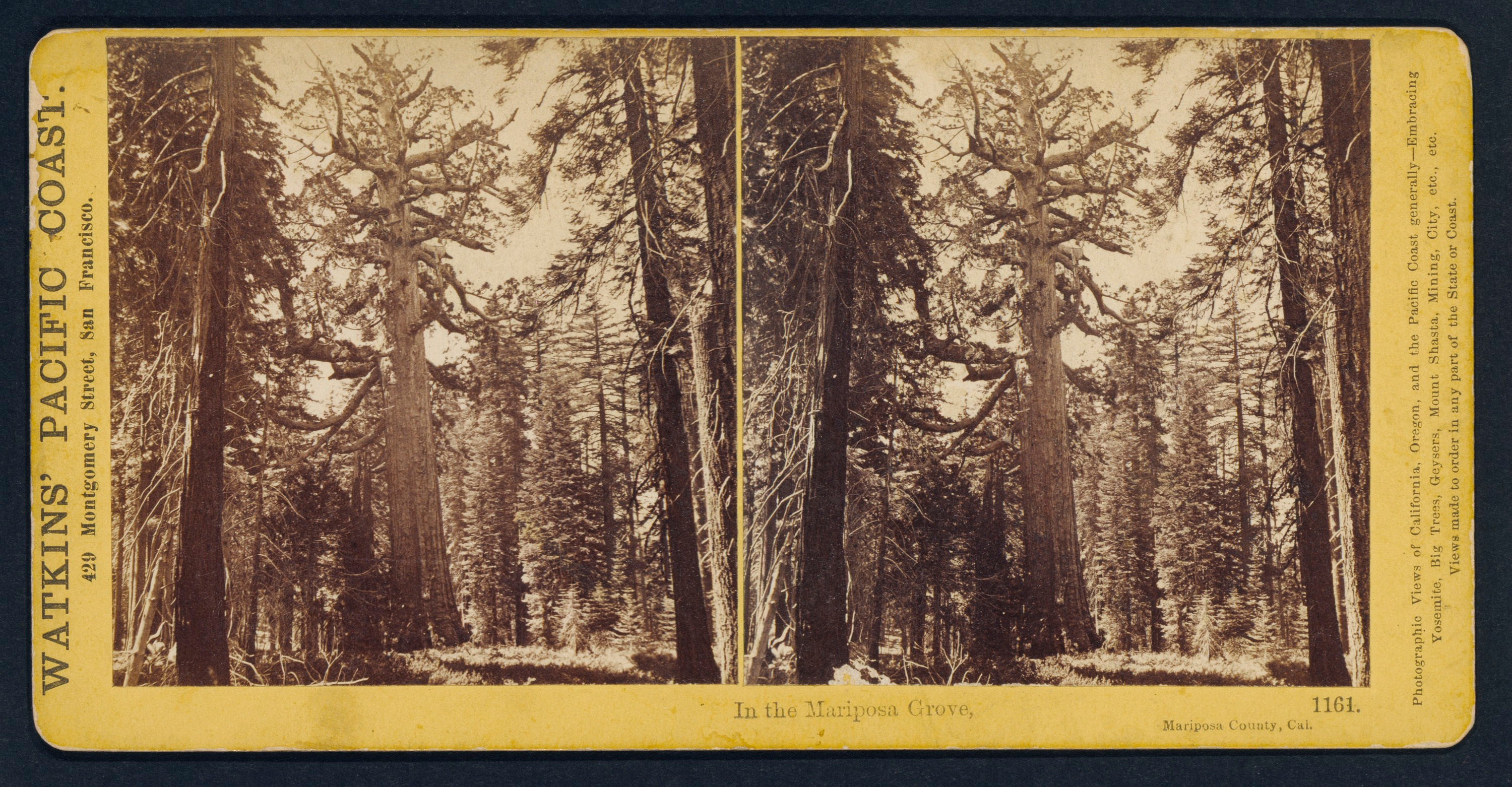 Watkins' Pacific Coast: In the Mariposa Grove, Mariposa County, California